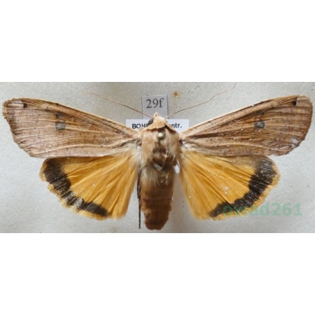 Noctua pronuba (Linnaeus, 1758) Rolnica tasiemka Czech29f